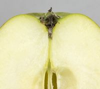Mother æble